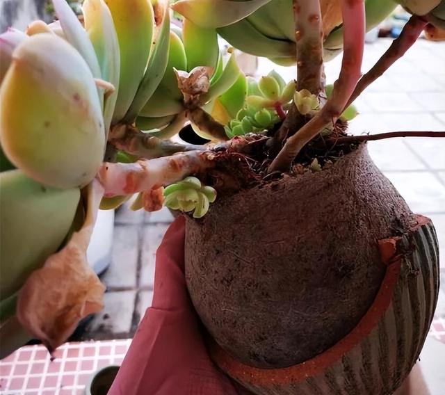 多肉花怎么养，多肉花怎么养才能爆盆（冬天夏天都很美）