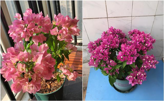三角梅介绍，粉白蝶三角梅介绍（三角梅界的“贵族”—比芭）