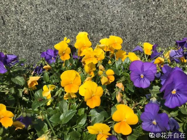 春天开的花有哪些，春天开的花有哪些是白色的（现在养正是开花好时候）