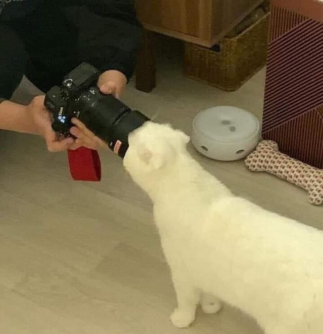 可爱猫，可爱猫咪名字（歪果网友分享各种古怪可爱的小猫咪图片）