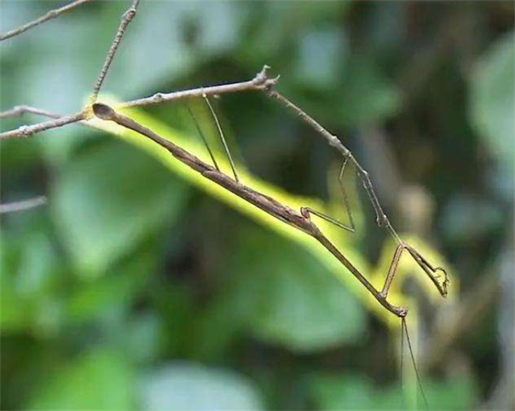 竹节虫图片（竹节虫的特点与习性讲解）