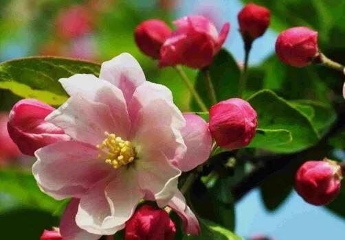 西府海棠图片，西府海棠～花苞胭脂点点（西府海棠）