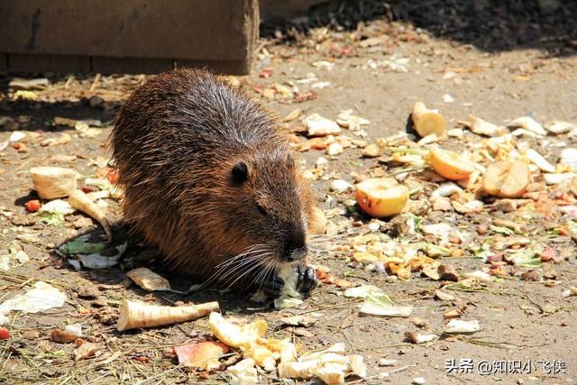 世界上最大的老鼠，世界上最大的老鼠是多少米（上海多地出现“巨型大老鼠”）