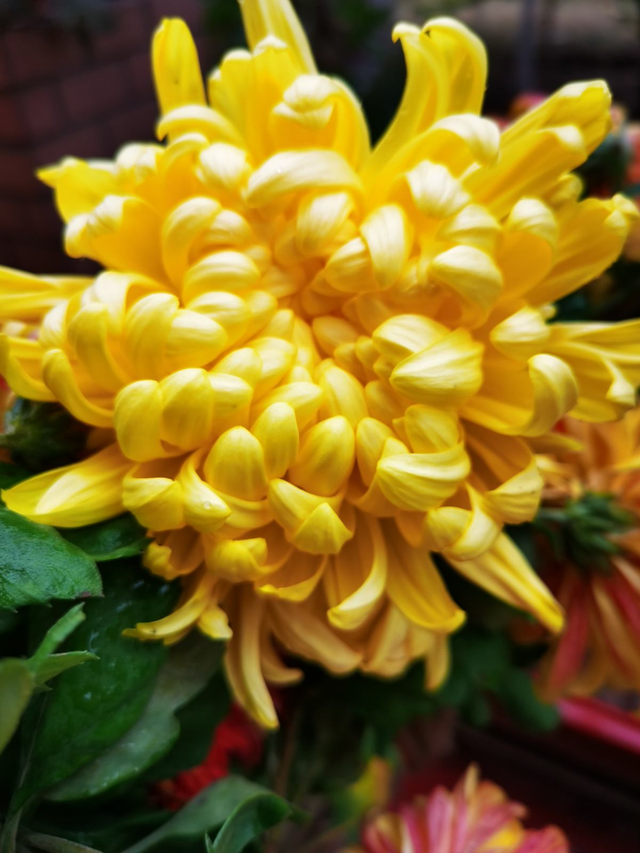 扶桑花的寓意，黄色扶桑花的寓意（老话说“花草三不送）