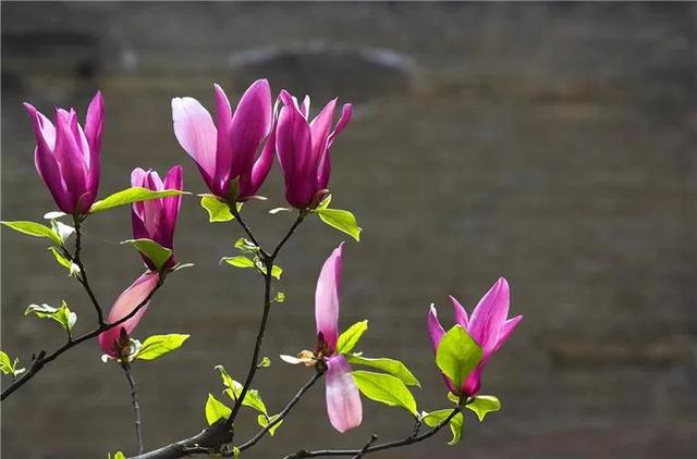 玉兰花几月份开花，玉兰花什么季节开花（玉兰花，了解一下）