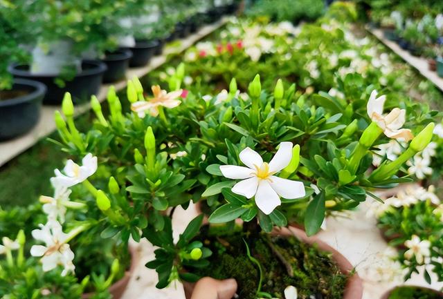 喜酸的植物有哪些植物,喜酸性土壤的花卉名称大全(养花最好的酸料)