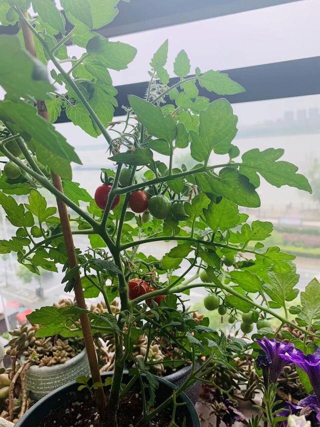 秋天种什么菜蔬菜最合适，秋天种什么菜最好（秋天播种“6种菜”）