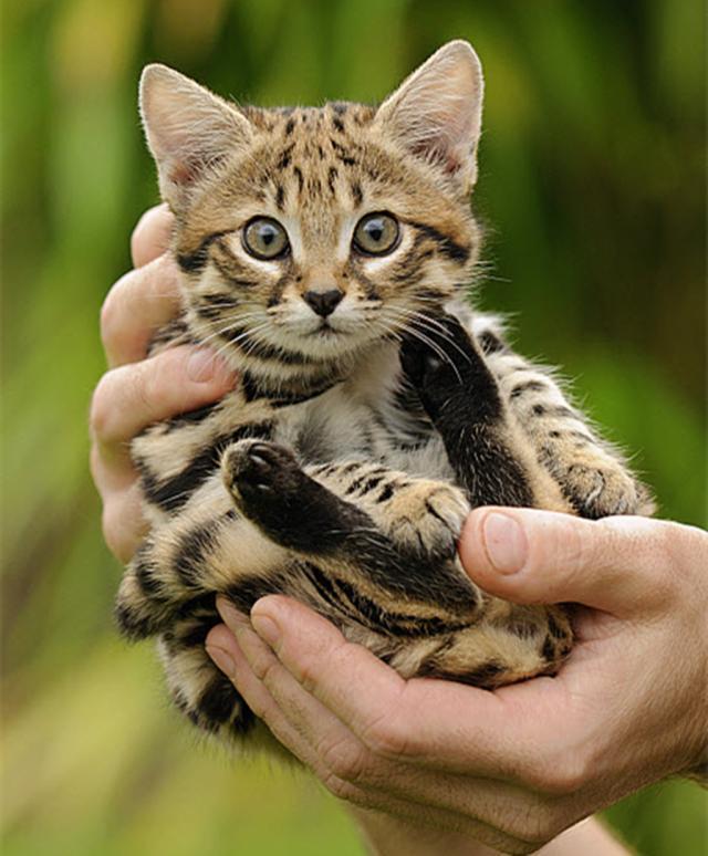 世界上最小的猫，世界上最小的猫是什么猫（盘点世界上“最小”的猫咪）