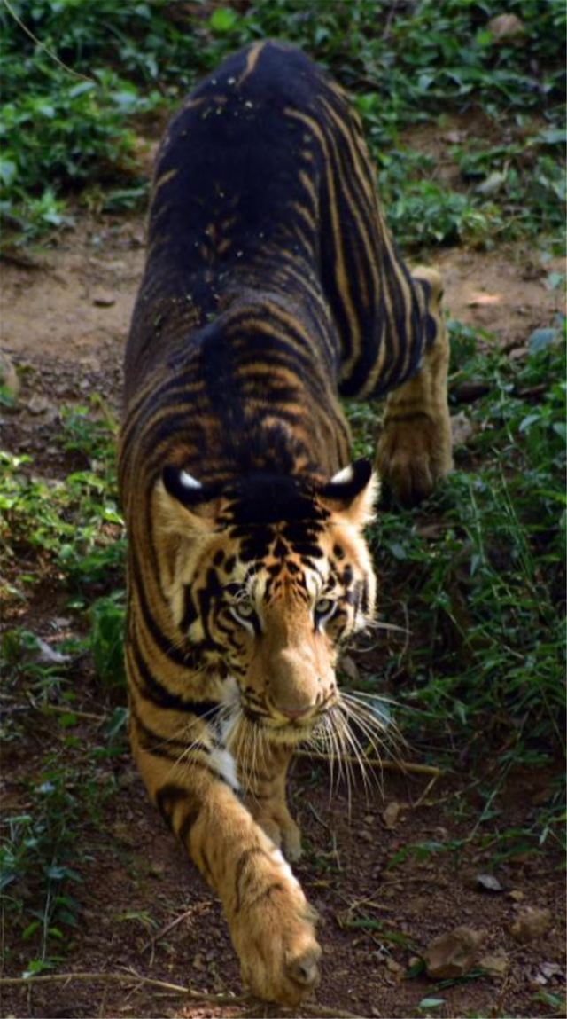 世界上最小的老虎 黑蓝虎灭绝了吗,10里内狼群不敢靠近