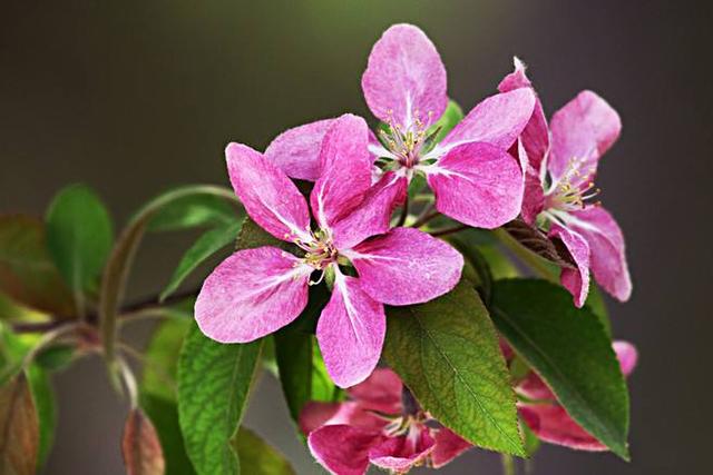 春天开的常见的花，春天的花有哪些（春天的花有哪些 名字）