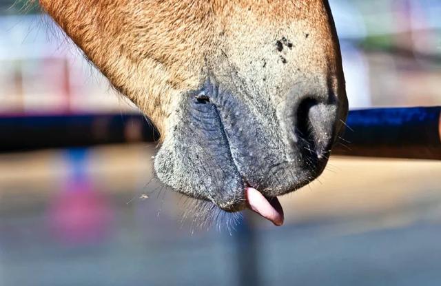 马厩是什么意思，马厩还可以说成什么（从肢体语言了解马在“说”什么）