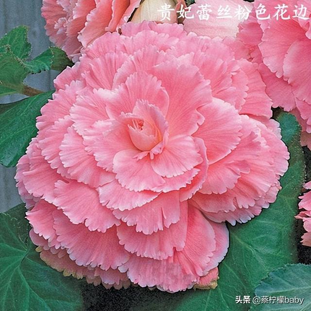 蕾丝边是什么意思，蕾丝边浪漫百分百蕾丝边是什么意思（蕾丝边的海棠花你见过吗）