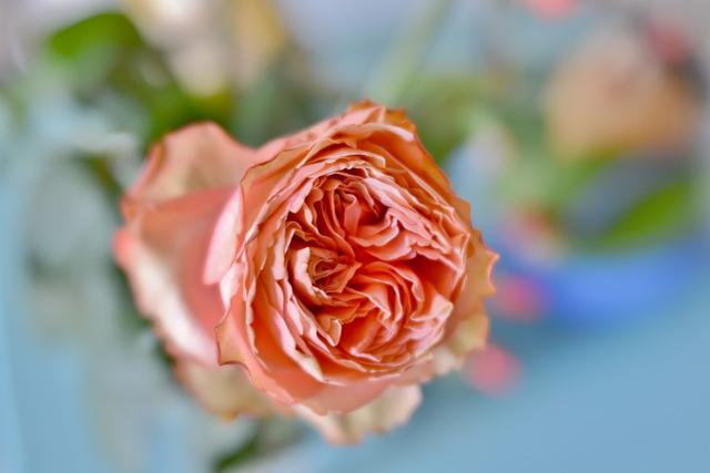 什么是动物系女友，动物系女友有哪些（往往是像猫一样的女人）