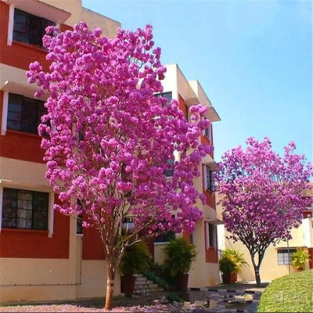 紫花风铃木可以盆栽吗，紫花风铃木北方能成活吗（分享——紫花风铃木）