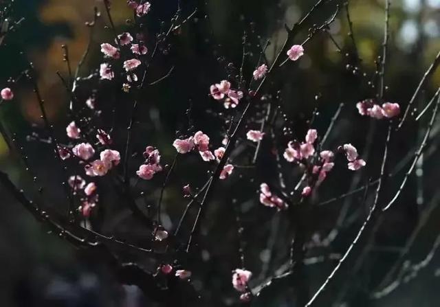 云南花海旅行记，春天，来云南与七彩花海相遇
