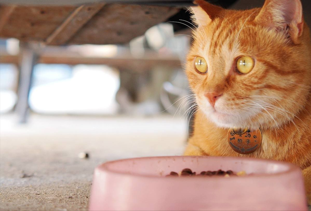 猫咪脾气暴躁怎么办，猫咪性格暴躁怎么办（这几样东西是猫咪的“克星”）