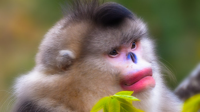 云南特有动物（最接近人类的红嘴唇动物）