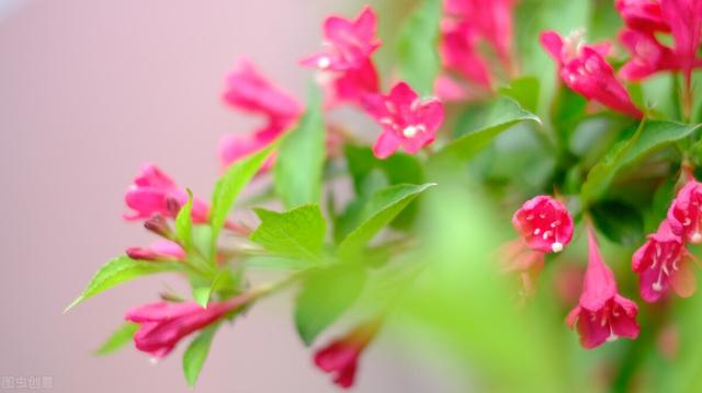 五彩锦带的养殖方法和注意事项，五彩锦带的养殖方法和注意事项有哪些（愿你人生前程似锦、绚丽多彩）