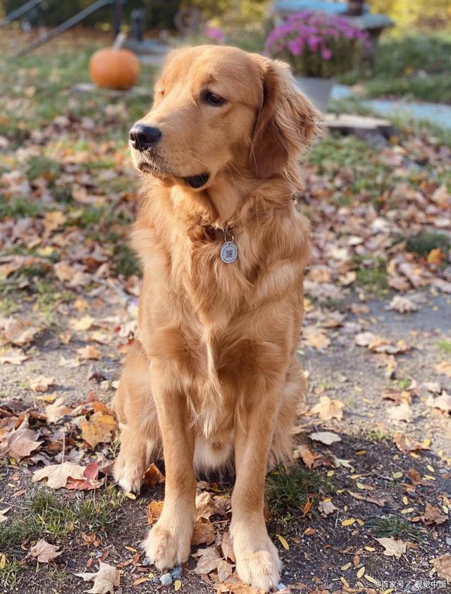 金毛的特点和性格，金毛犬的性格特征（金毛的介绍大全）