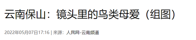 灰背燕尾，中国鸲鹟科鸟类，灰背燕尾是燕子吗（来自腾冲和顺的“她们”成了全国网红~）