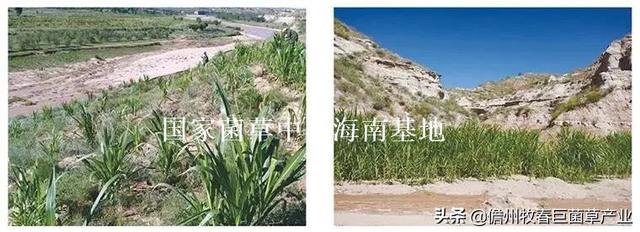 菌草（菌草颗粒饲料，这种“幸福草”为啥如此“香”（菌草有机肥）