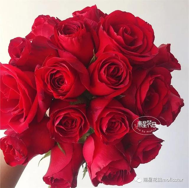 七朵玫瑰代表什么，最常见的红玫瑰（四朵玫瑰花是什么意思）