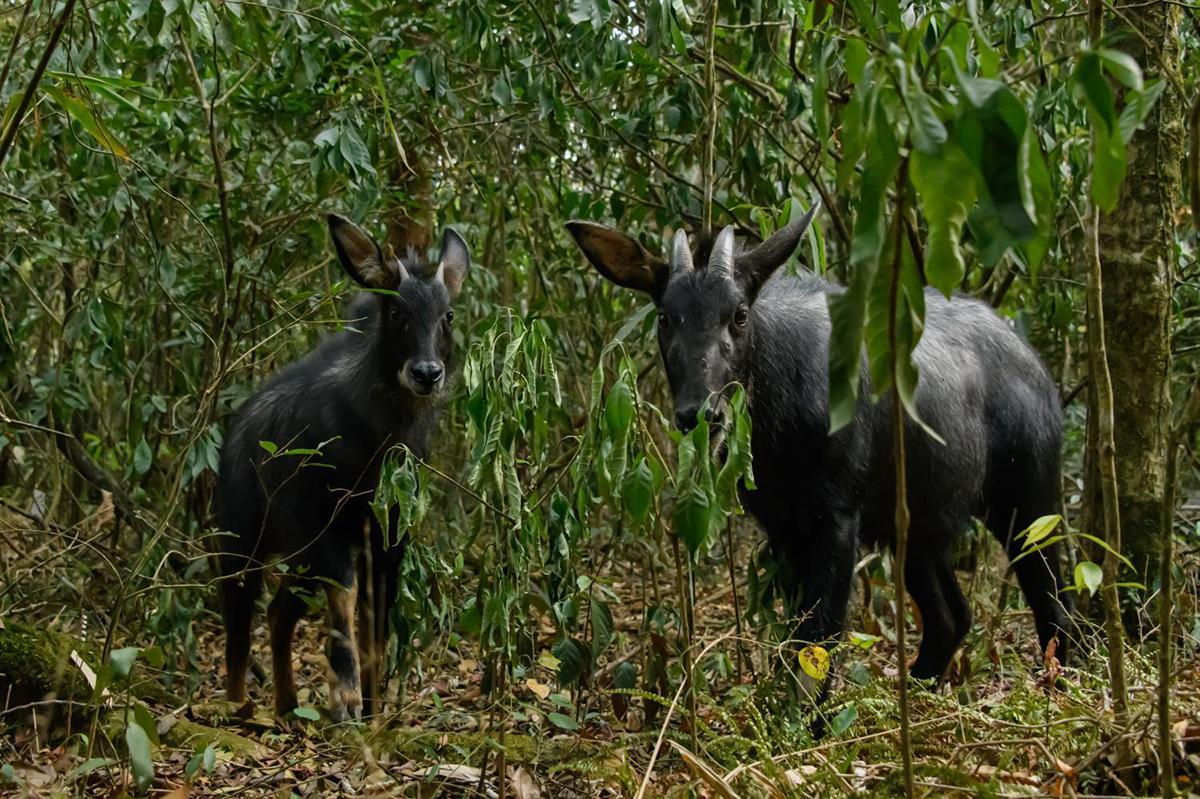 头上有角,脖子长鬃毛,中华鬣羚长相怪异