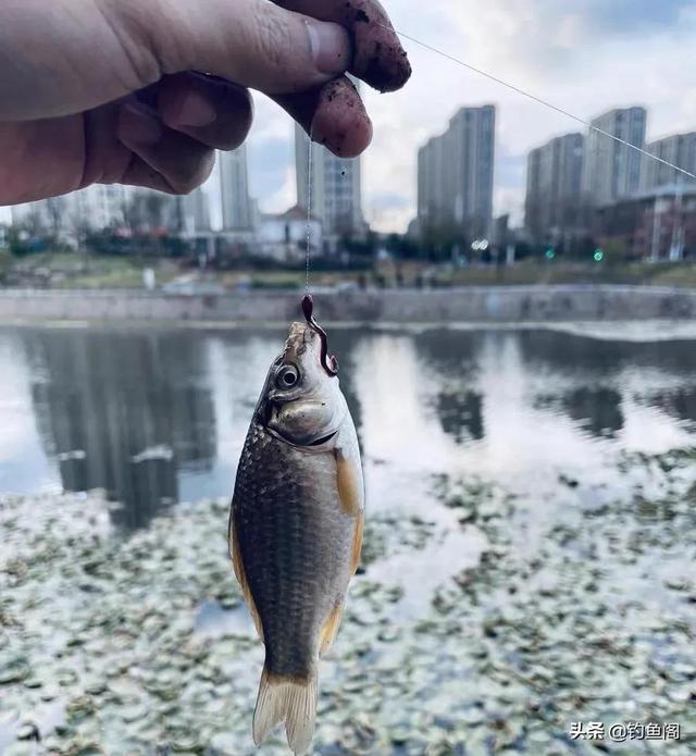 立漂调漂方法图解，传统单钩立漂钓鱼怎么调漂（这样的线组既灵敏又方便观察漂相）