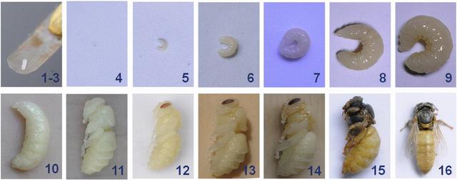 蜜蜂的特点和生活习性，蜜蜂的特点和生活特征（带你了解蜂王、工蜂、雄蜂）