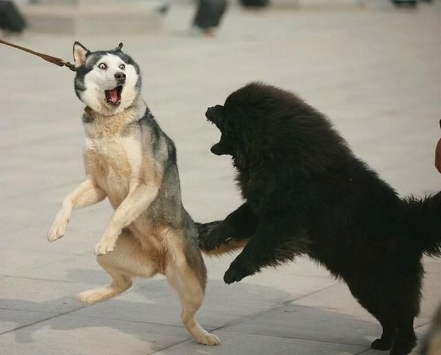 罗威纳犬打架，被称为“犬中四煞”（罗威纳犬打架厉害吗）