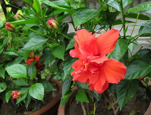 别墅庭院围墙遮挡植物有哪些，别墅围墙绿植（看上去“清清爽爽”）