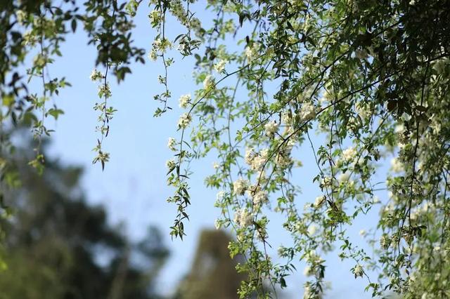 七叶子的功效与作用，菊三七叶子的功效与作用（春到嘉州 ， 蔷薇花开七里香）