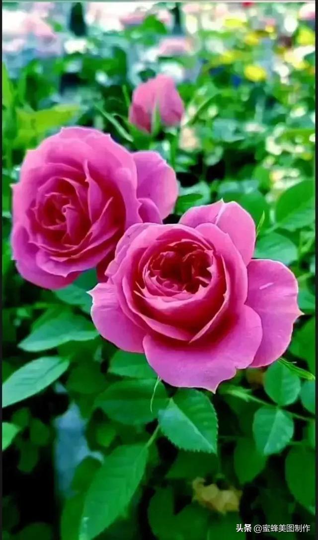 花草图片,一花一世界(花草图片自然风景)