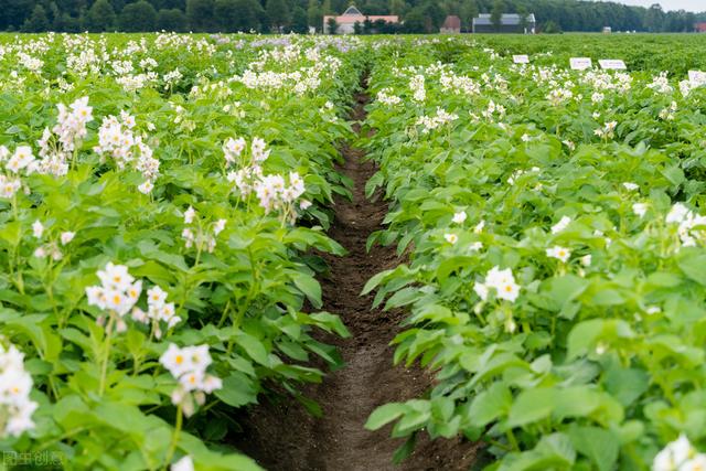 土豆什么时候种，土豆什么时候种好（如何选择特色土豆品种）