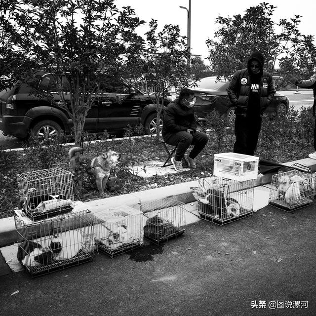 宠物市场在哪里，成都的宠物狗市场在那里呀（漯河宠物市场印象）