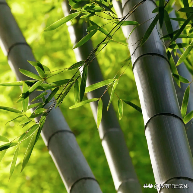 5月13日是什么节日，五月十三日是什么节日（中国传统节日—农历五月十三）