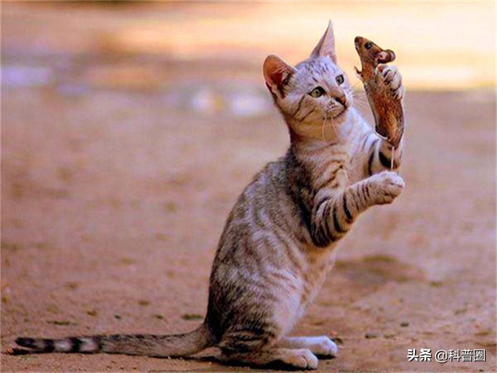 猫的生殖器(猫和狗连在一起)