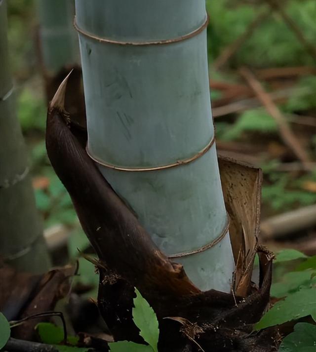 中国的传统造纸术流程，传统造纸术过程（穿越必备知识——古法造纸术）