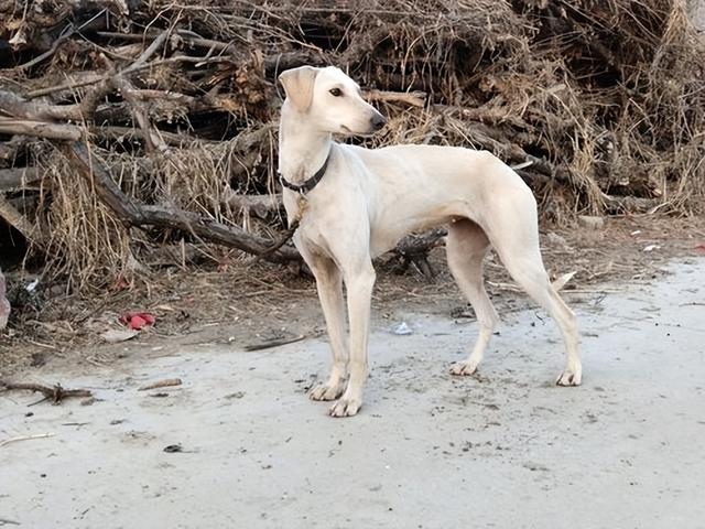 中国细犬介绍,细犬品种介绍图片大全(狩猎能力强,也逃不过这7点)