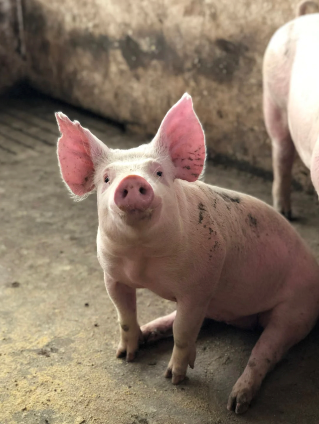 朱的拼音和组词，朱的拼音和组词怎么写（说文解字：朱）