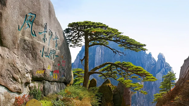 世界最珍贵的树木排名是什么，世界上最名贵的树木是叫什么名字（我国3棵“贵族名树”）