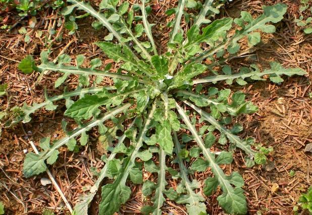 什么是剪刀菜,什么菜可以用剪刀剪(如今认识的人不多)