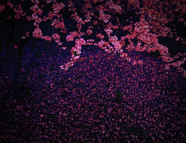 描写樱花的诗句，描写樱花的诗句有哪些（十首落花的诗词）