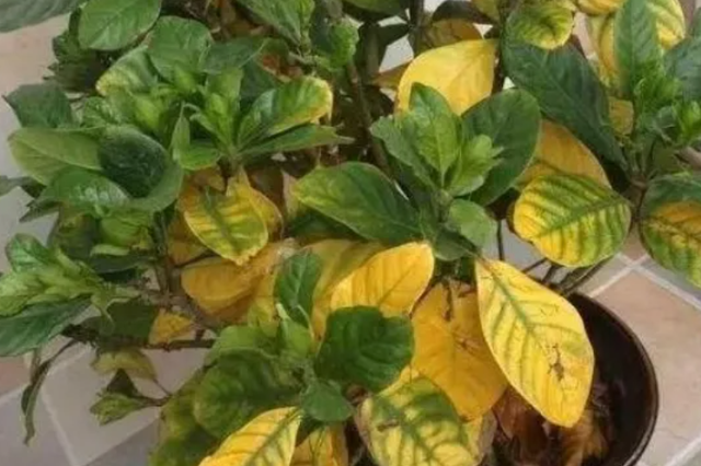 花的叶子发黄是怎么回事，茉莉花的叶子发黄是怎么回事（植物黄叶有七个原因）