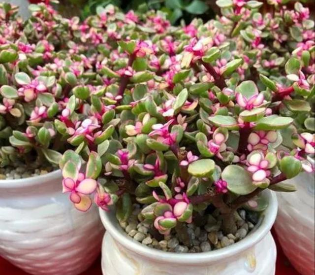 室内适合养殖什么，室内适合养殖什么项目（6种“健康花”）