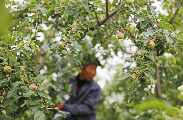 苹果栽培技术与解答，北方免套袋苹果该怎么种植