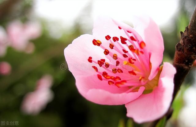 桃花扇简介，桃花扇简介及故事梗概长生殿（美人血染就的时代传奇）