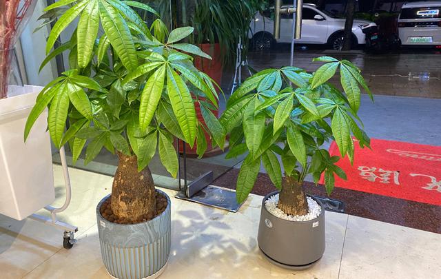 发财树养护，天天翠绿茂盛、芽点多长势好（发财树养护要点）