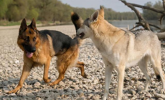 狗和狼是同一物种吗,狗和狼是不是同一物种(牧羊犬叛变人类加入狼群)