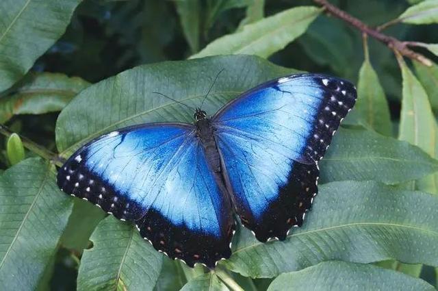 世界上最美丽的蝴蝶，世界上最美的蝴蝶是什么蝴蝶（来看看有哪种是你童年时追逐过的）